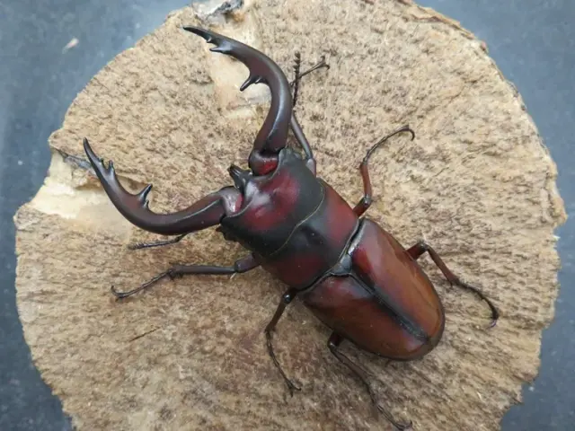 トカラノコギリクワガタ（中之島）72ミリ