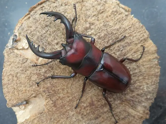 トクノシマノコギリクワガタ71ミリ(赤)