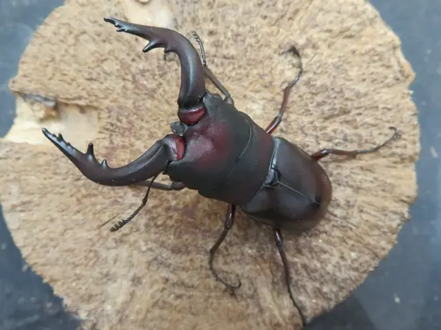 ヤクシマノコギリクワガタ67ミリ