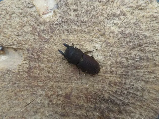 ヤマトサビクワガタ23ミリ