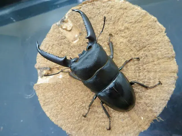 イキヒラタクワガタ73ミリ