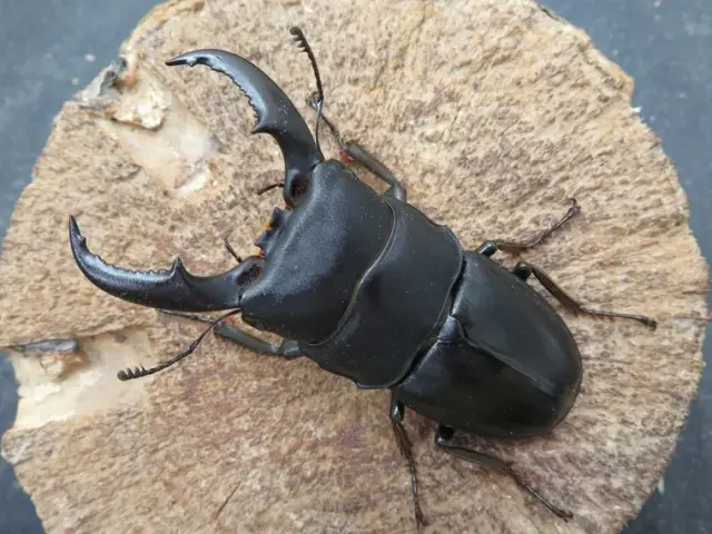 オキナワヒラタクワガタ（伊平屋島産）69ミリ