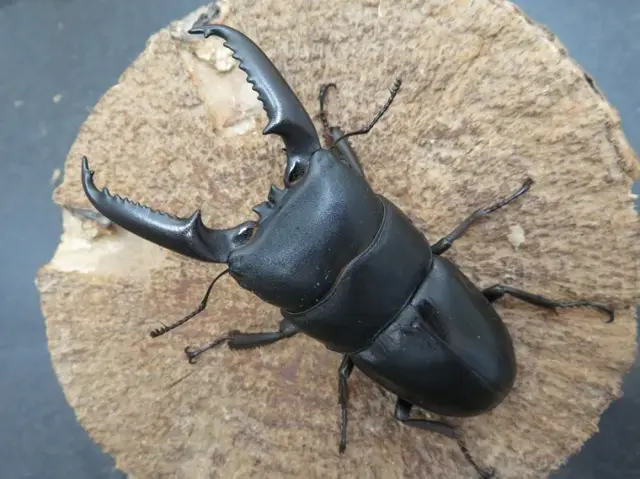 イキヒラタクワガタ75ミリ