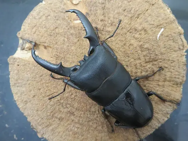 イキヒラタクワガタ74ミリ