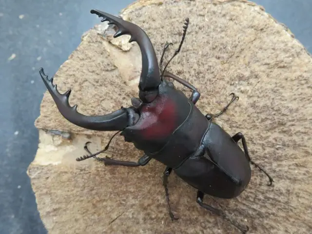 壱岐産ノコギリクワガタ72ミリ