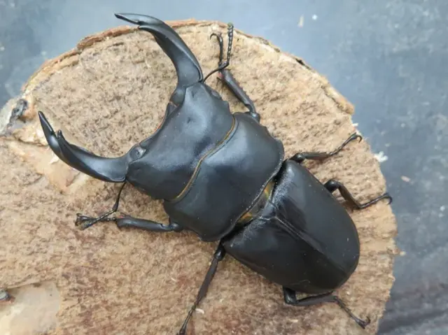 国産オオクワガタ（佐賀県神埼）76ミリ