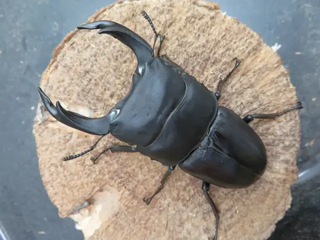 国産オオクワガタ（佐賀県神埼）80ミリ（訳あり品）