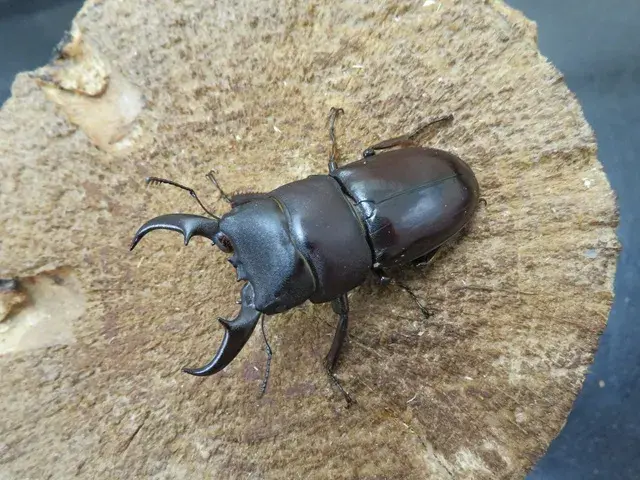 ダイトウヒラタクワガタ（南大東島）47ミリ