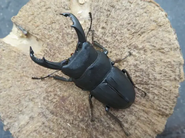 スジブトヒラタクワガタ（奄美大島）56ミリ