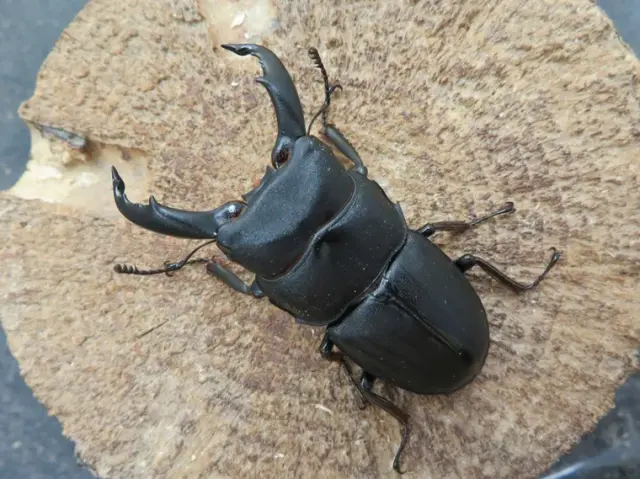 スジブトヒラタクワガタ（奄美大島）57ミリ