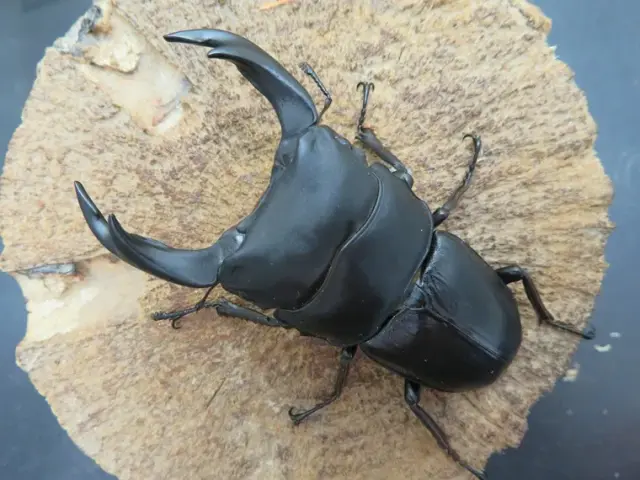 国産オオクワガタ（佐賀県神埼）72ミリ