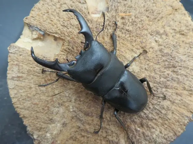 屋久島産ヒラタクワガタ60ミリ