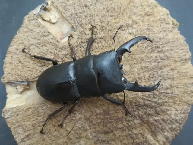 本土ヒラタクワガタ（宮崎県）58ミリ