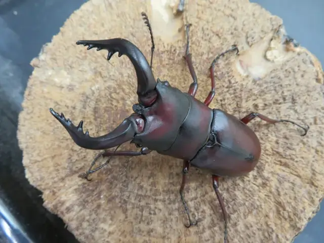 ヤクシマノコギリクワガタ66ミリ