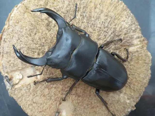 国産オオクワガタ（福岡県久留米）76ミリ