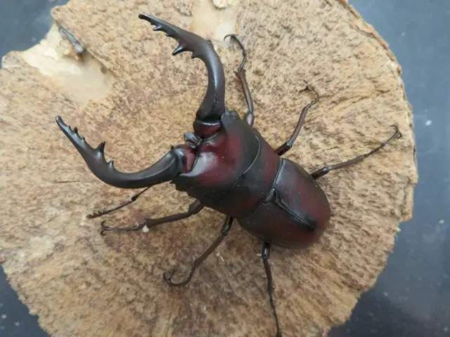 種子島産ノコギリクワガタ65ミリ