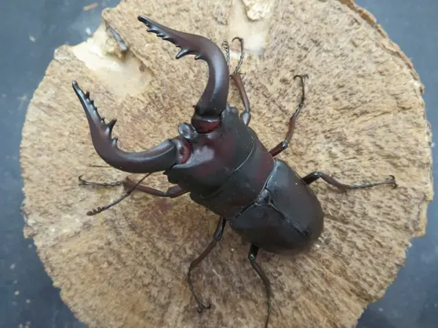 ヤクシマノコギリクワガタ69ミリ