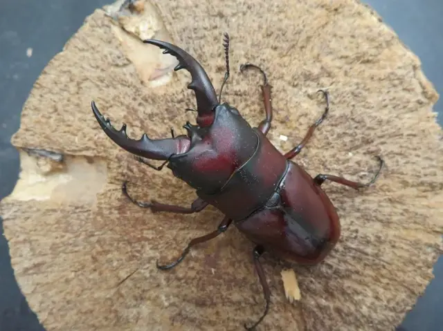 イヘヤノコギリクワガタ61ミリ