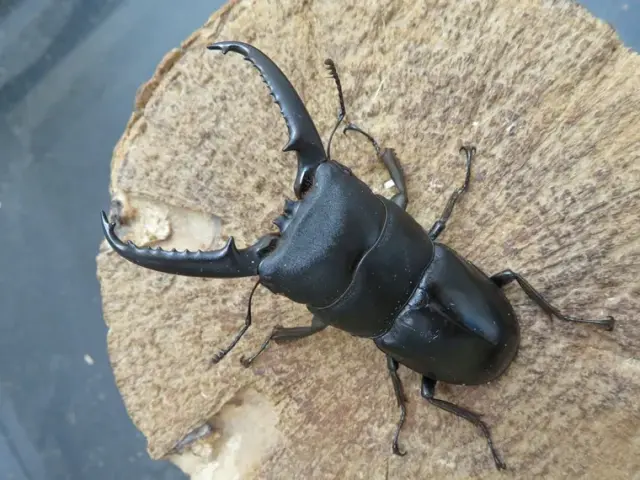 ツシマヒラタクワガタの販売/クワガタ工房 虫吉