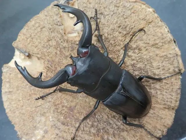 アマミノコギリクワガタ75ミリ