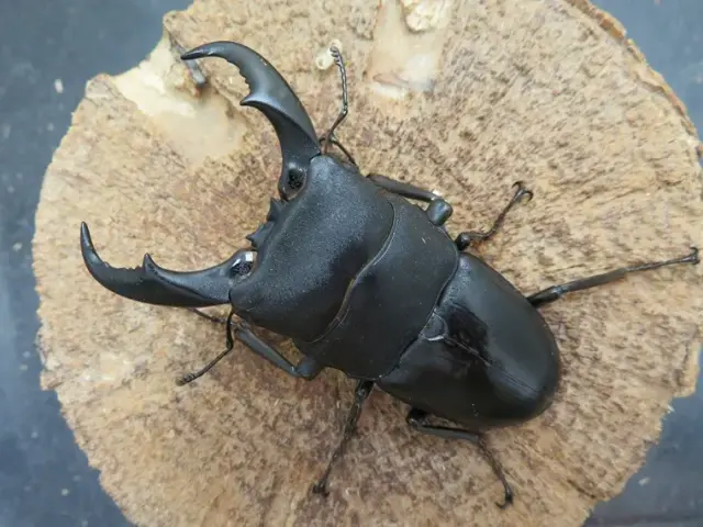 サキシマヒラタクワガタ71ミリ訳あり