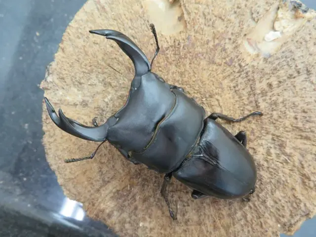 国産オオクワガタ（佐賀県神埼）71ミリ