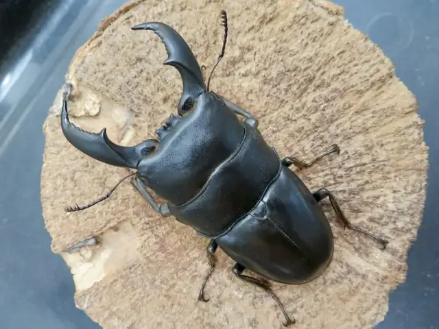 アマミヒラタクワガタ75ミリ