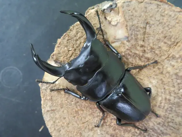 国産オオクワガタ佐賀県千代田産70ミリペアの販売/クワガタ工房 虫吉