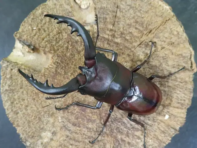 トクノシマノコギリクワガタ74ミリ（赤）