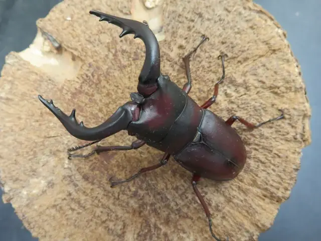 種子島産ノコギリクワガタ66ミリ