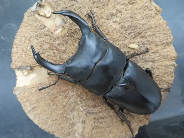 国産オオクワガタ（佐賀県神埼）79ミリ