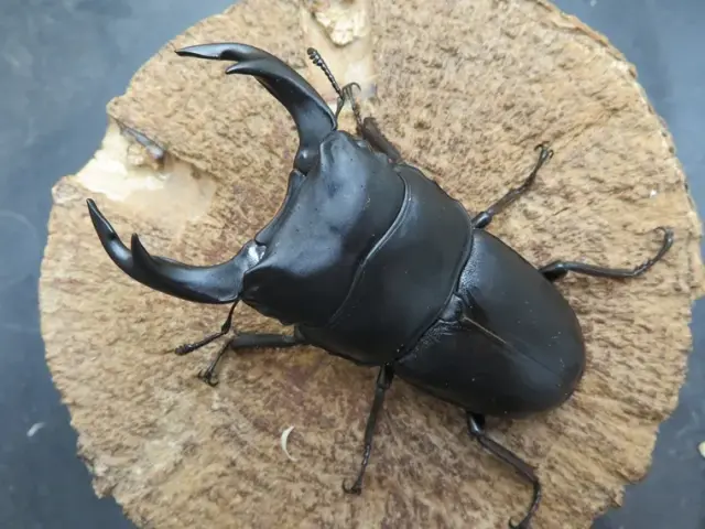 国産オオクワガタ佐賀県神埼産75ミリ販売/クワガタ工房 虫吉