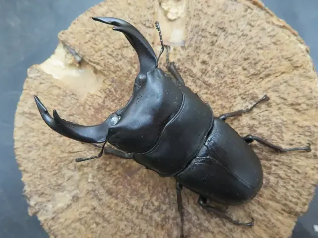 国産オオクワガタ（佐賀県千代田）72ミリ