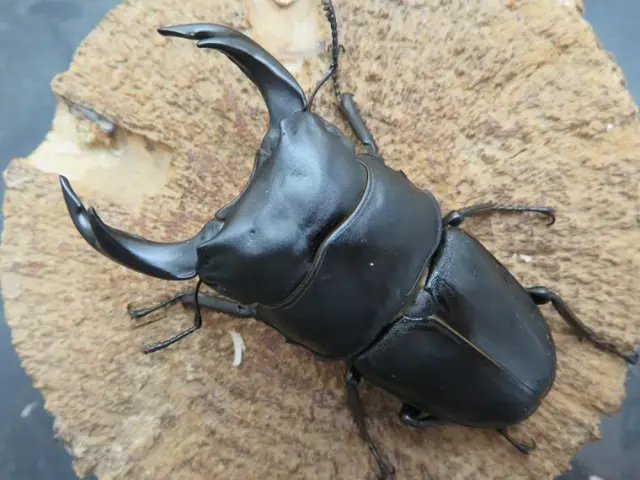 国産オオクワガタ（佐賀県千代田）75ミリ