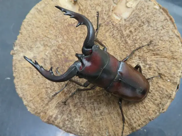 トカラノコギリクワガタ（中之島）71ミリ