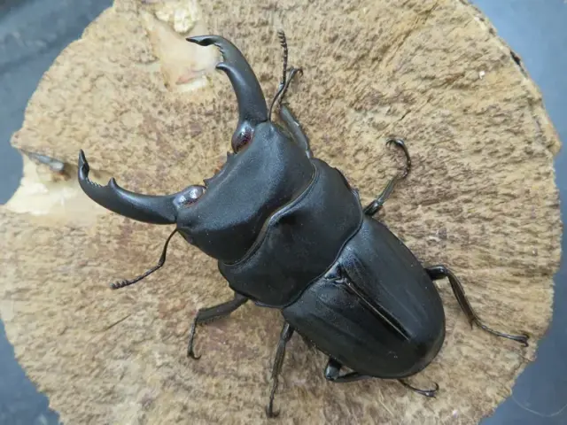 スジブトヒラタクワガタ（奄美大島）64ミリ