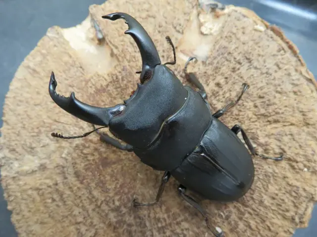 スジブトヒラタクワガタ（奄美大島）65ミリ