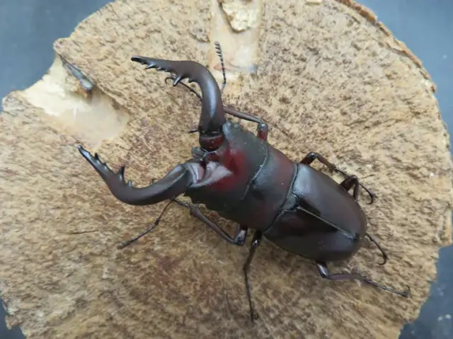 ヤクシマノコギリクワガタ63ミリ