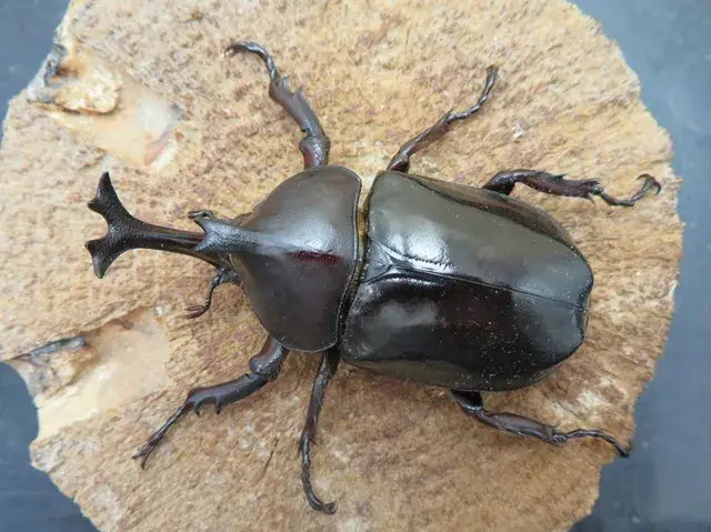 オキナワカブトムシ