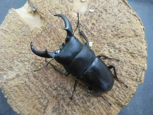 オキナワヒラタクワガタ（久米島）58ミリ