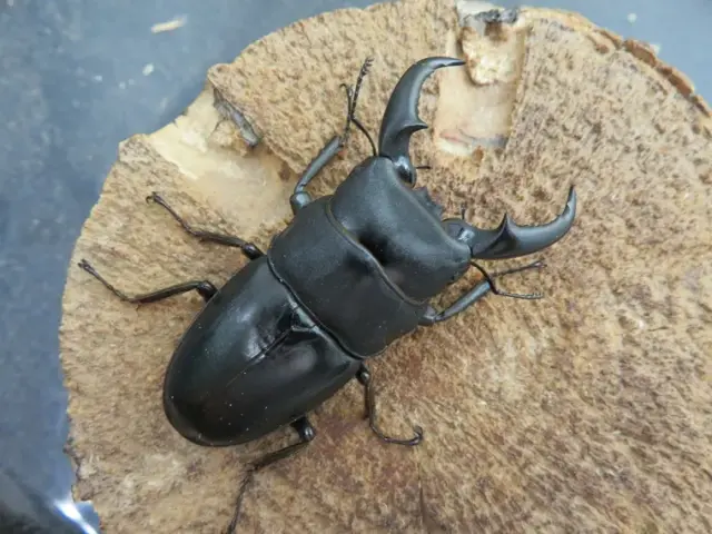 オキナワヒラタクワガタ（久米島）60ミリ