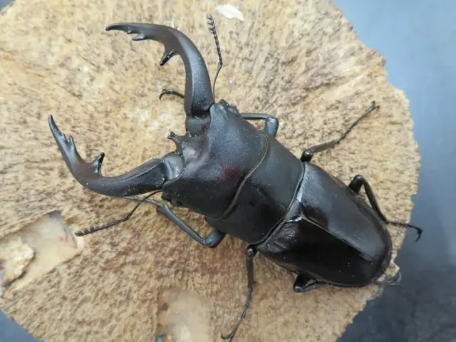 アマミノコギリクワガタ77ミリ