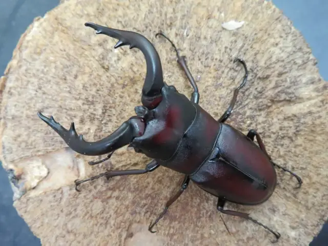 種子島産ノコギリクワガタ67ミリ