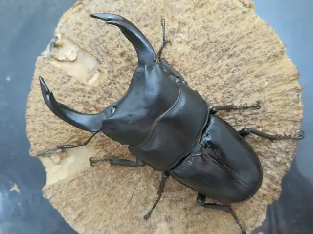 国産オオクワガタ（福岡県久留米）78ミリ