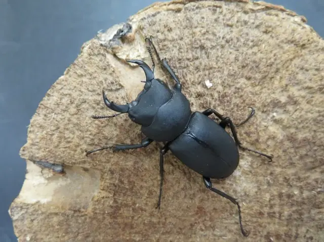 キュウシュウヒメオオクワガタ（熊本県）39ミリ