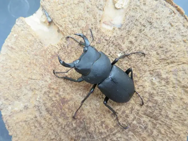 キュウシュウヒメオオクワガタ（熊本県）41ミリ