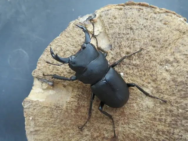 キュウシュウヒメオオクワガタ（熊本県）43ミリ