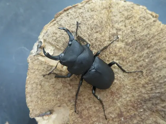 キュウシュウヒメオオクワガタ（熊本県）45ミリ