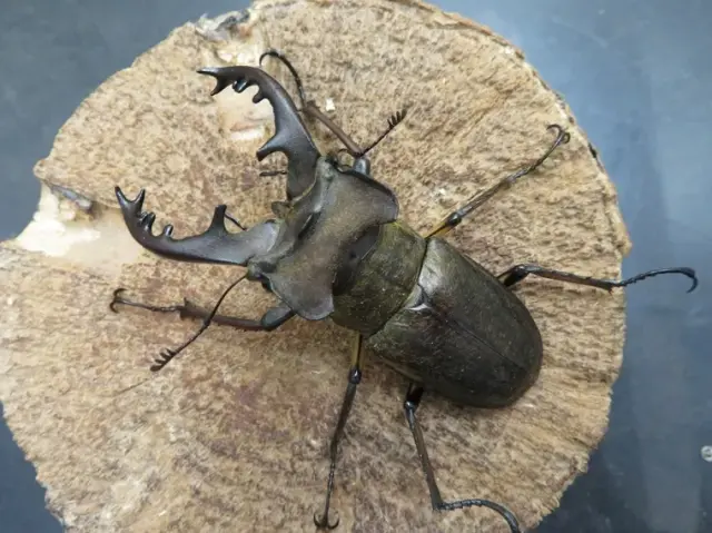 国産ミヤマクワガタ（宮崎県産）71ミリペアの販売/クワガタ工房 虫吉