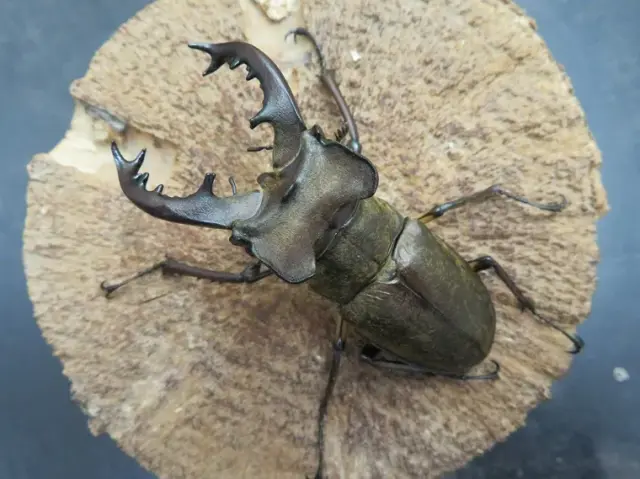 ミヤマクワガタ（宮崎県日南）72ミリ